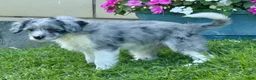 Mini Aussiedoodle dogs for sale: Cloe - Ad 6