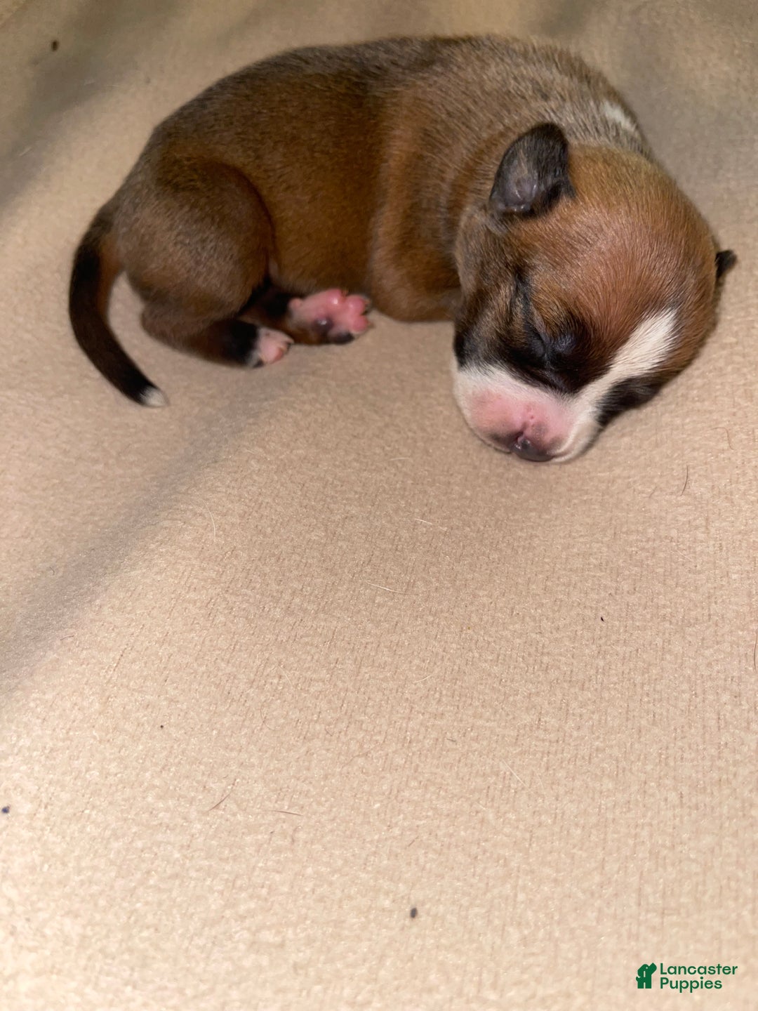 American Pit Bull Terrier dogs for sale: American Pit Bull Terrier Puppy 3 - Ad 3