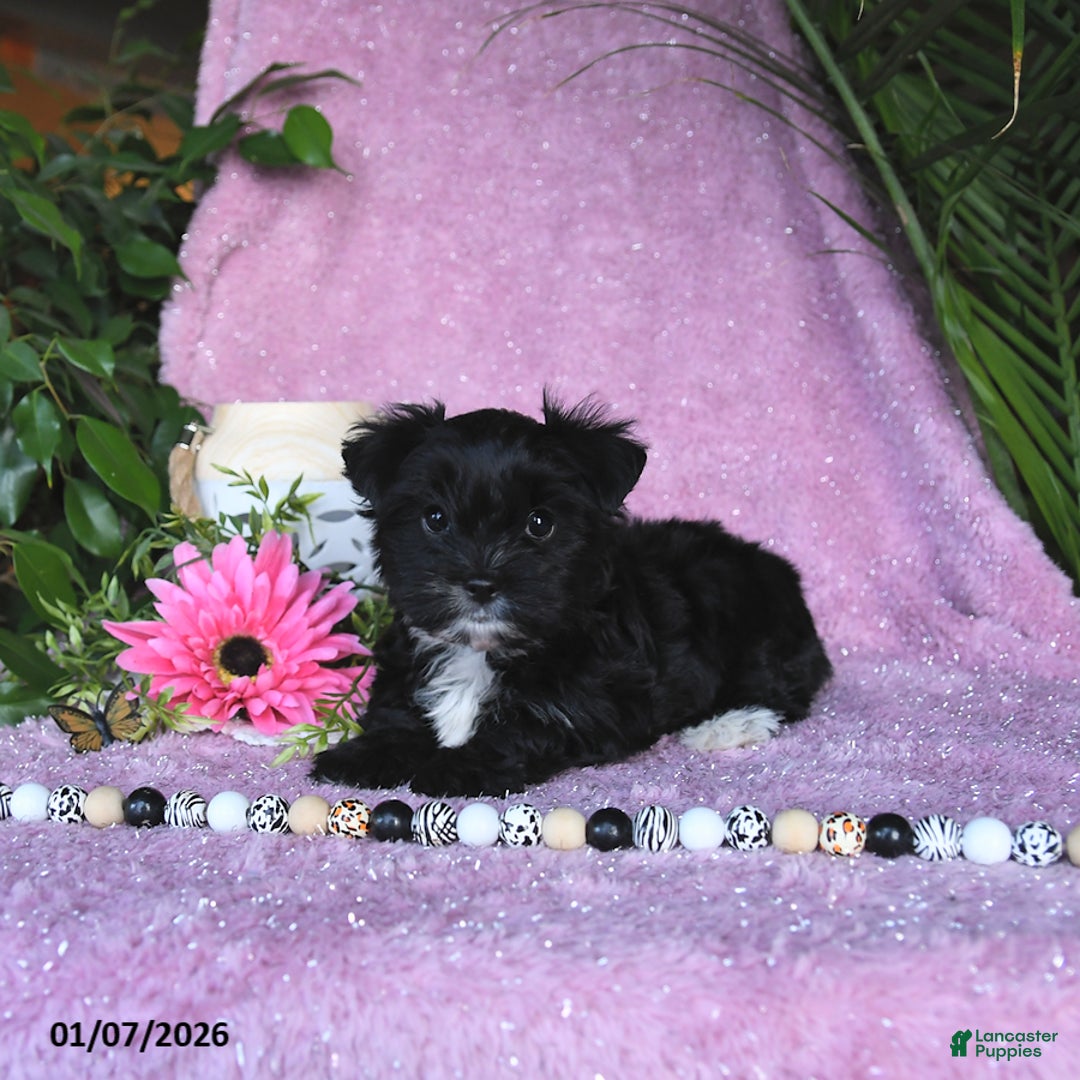 Yorkshire Terrier dogs for sale: Nolea - Ad 2