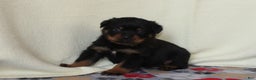 Rottweiler dogs for sale: King - Ad 3