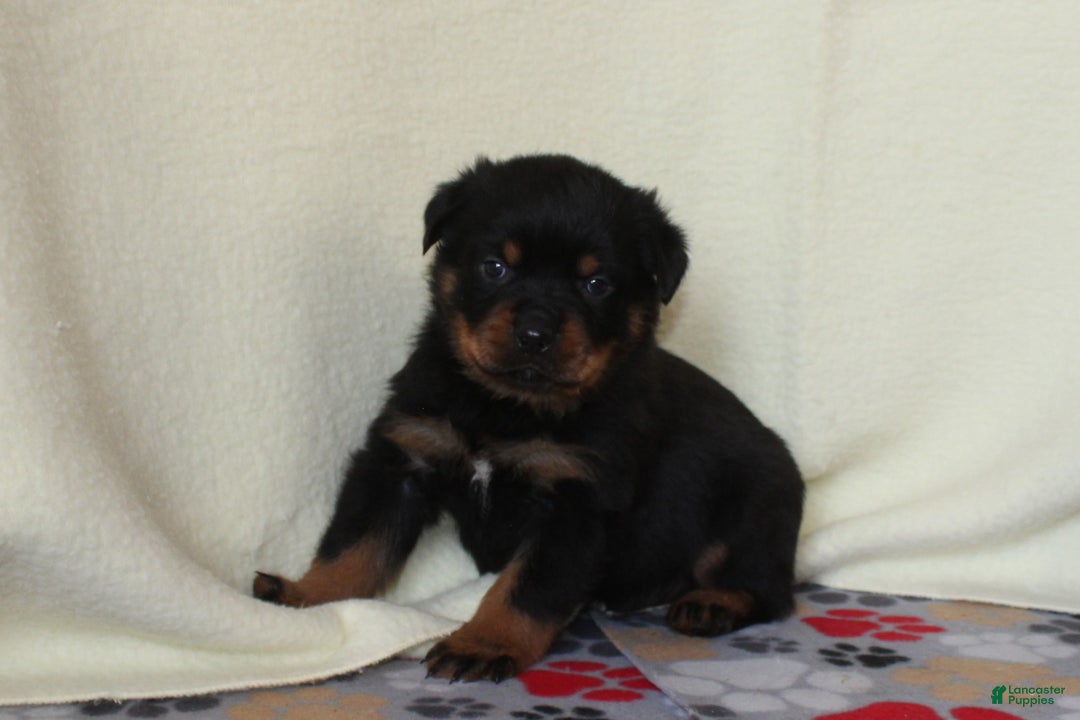 Rottweiler dogs for sale: King - Ad 3
