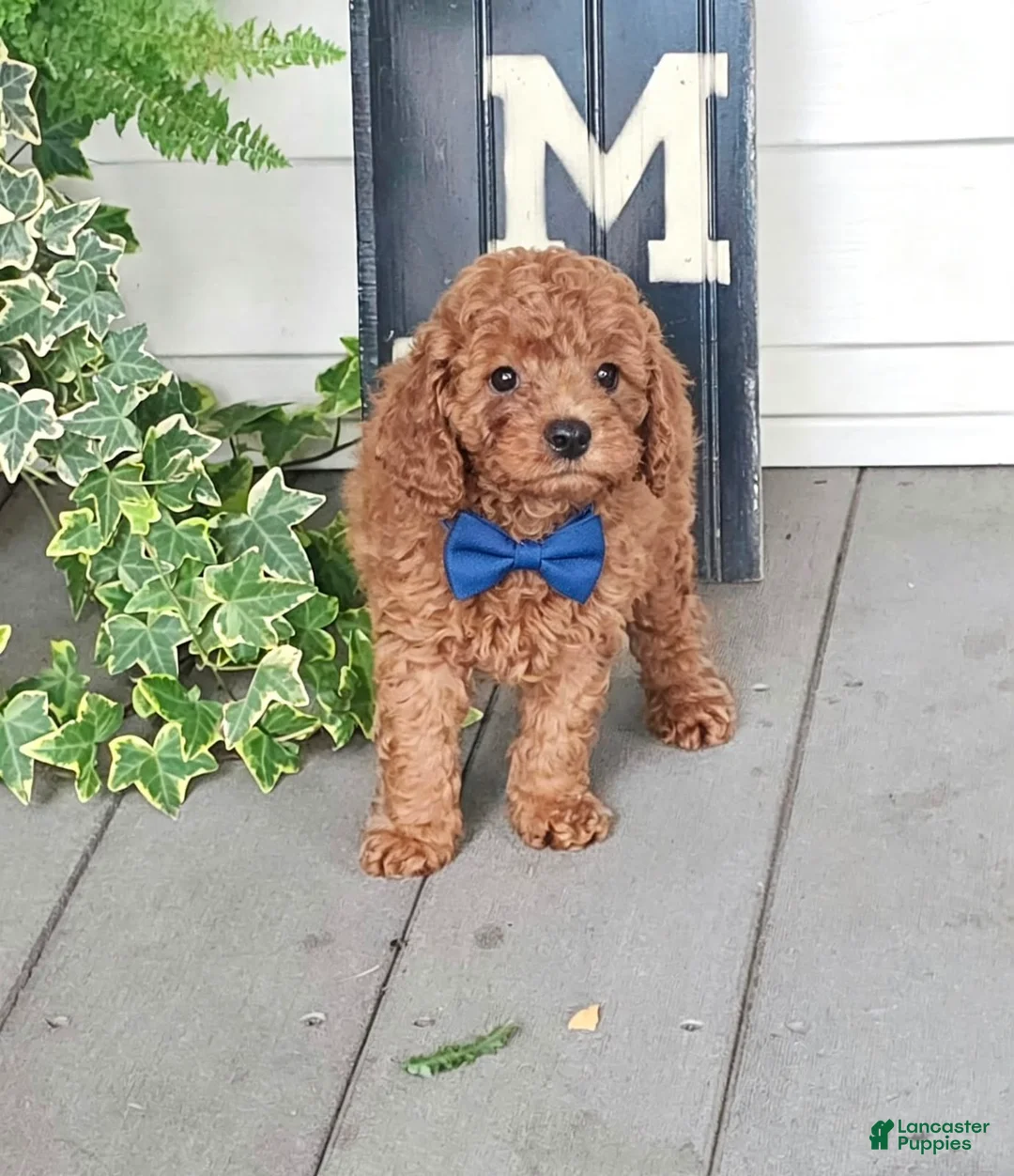 Toy Poodle dogs for sale: Gus - Potty and Crate Trained  - Ad 2