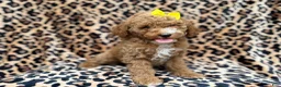 Cockapoo dogs for sale: Reagan - Ad 3