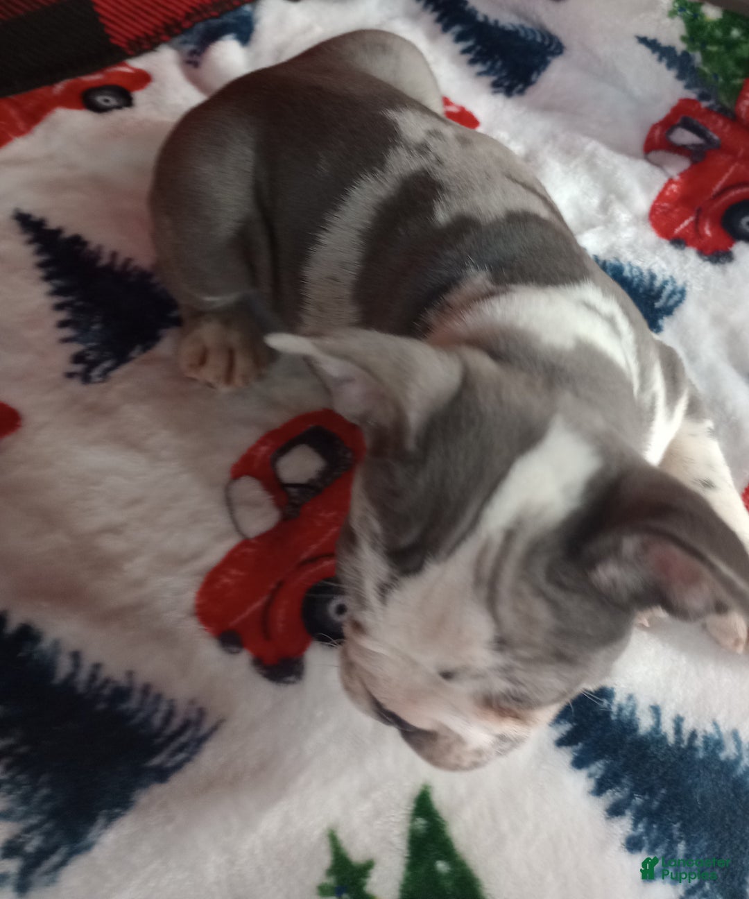 French Bulldog dogs for sale: Hailey  - Ad 5