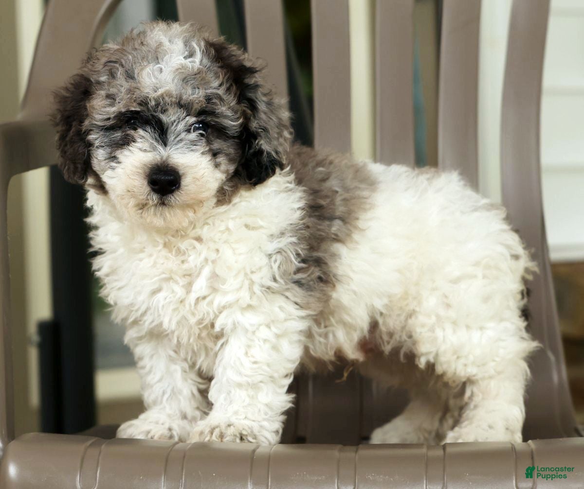 Miniature Poodle dogs for sale: Felix - Ad 1