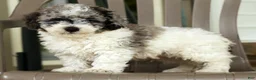 Miniature Poodle dogs for sale: Felix - Ad 5