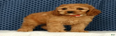 Charlie