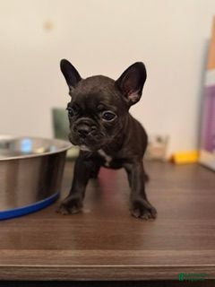 French Bulldog dogs for sale: French Bulldog 10 (BEAUTY) - Ad 1