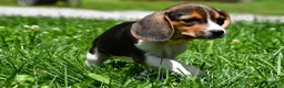 Beagle dogs for sale: Veronica - Ad 11