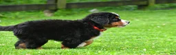Bernese Mountain Dog dogs for sale: Nickle - Ad 9