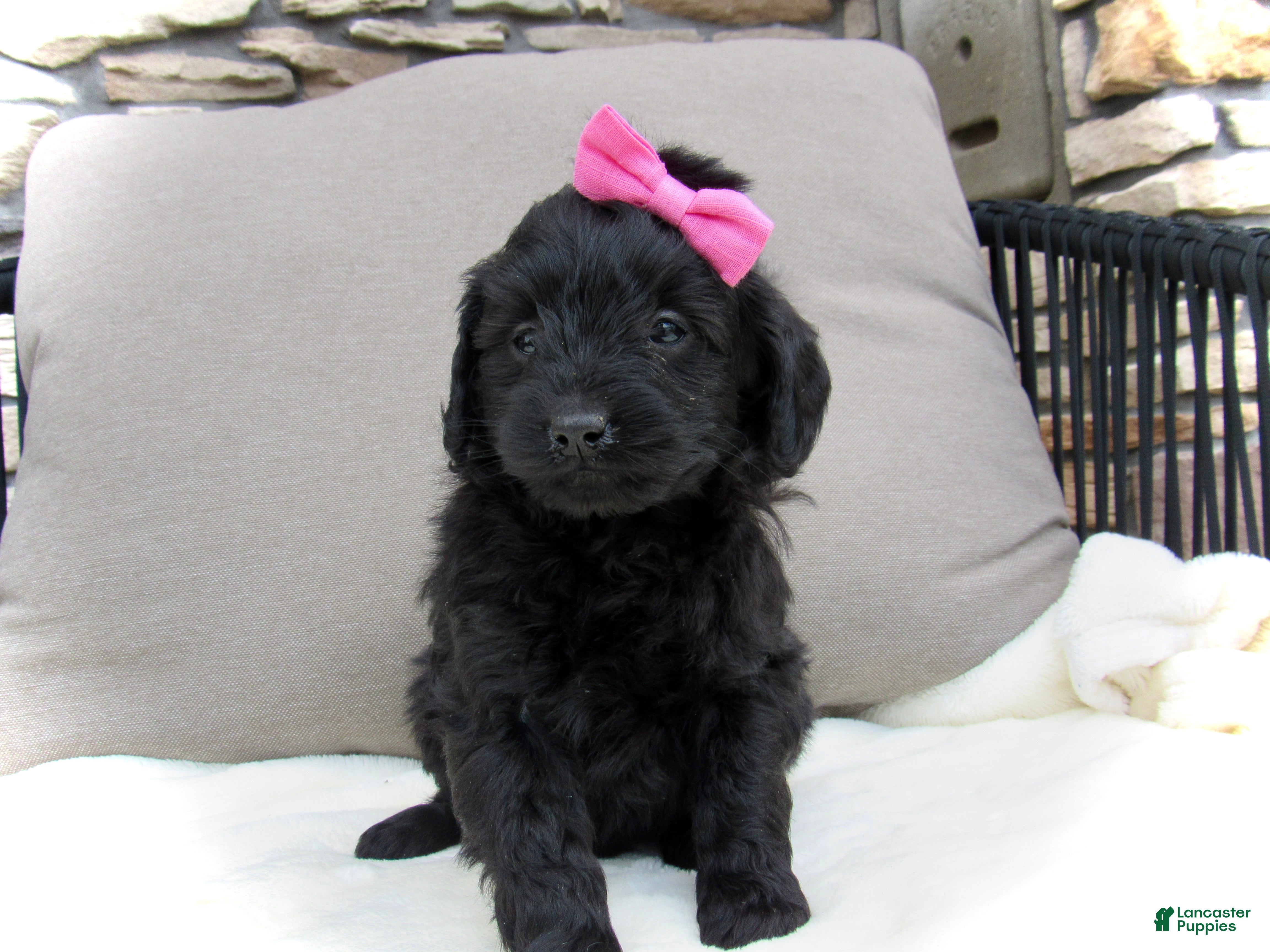 Mini Goldendoodle dogs Izzy - Ad 1