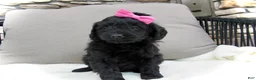 Mini Goldendoodle dogs for sale: Izzy - Ad 1