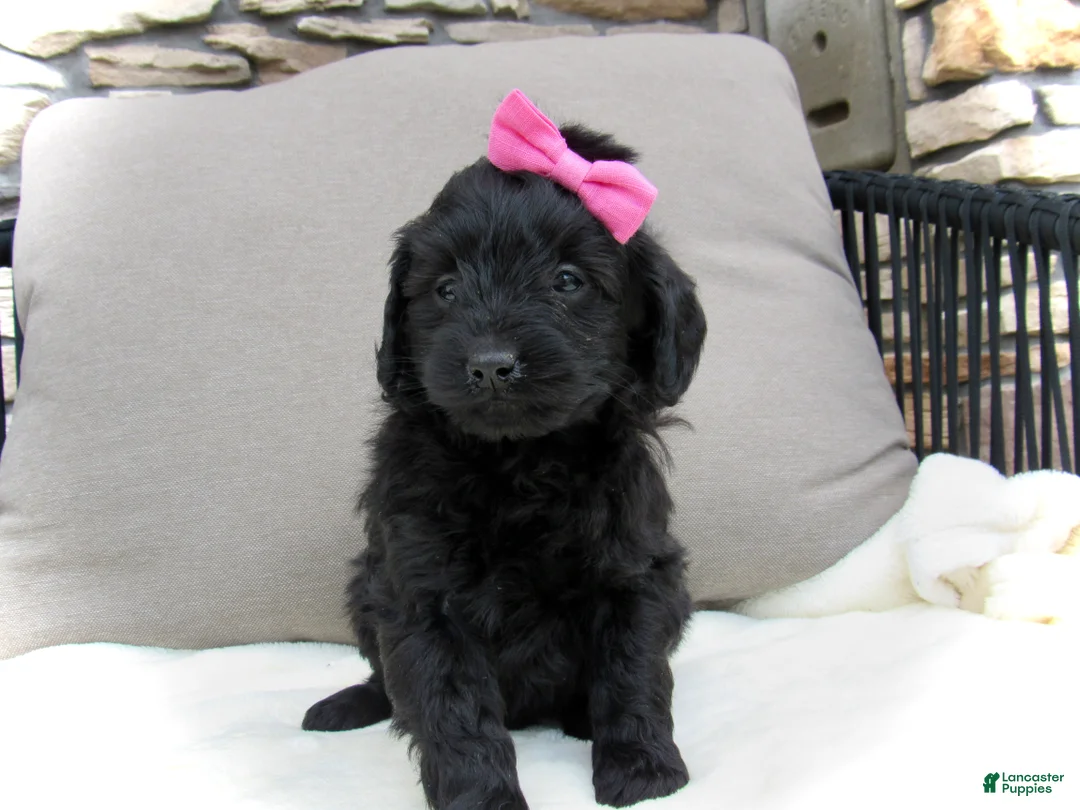 Mini Goldendoodle dogs for sale: Izzy - Ad 1