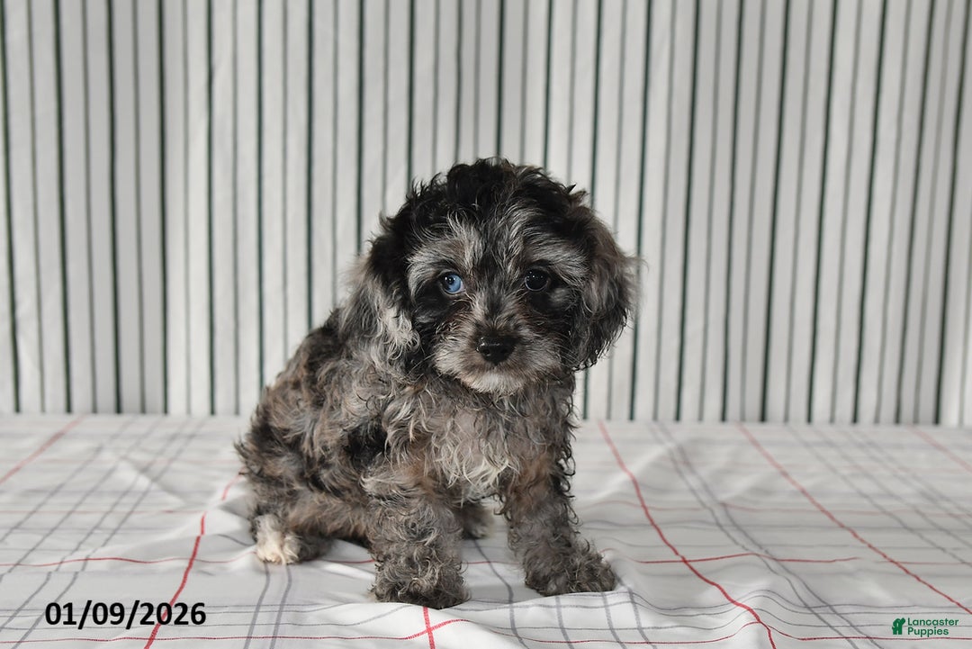 Cavapoo dogs for sale: Bobby - Ad 1