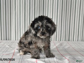 Cavapoo dogs for sale: Bobby - Ad 1
