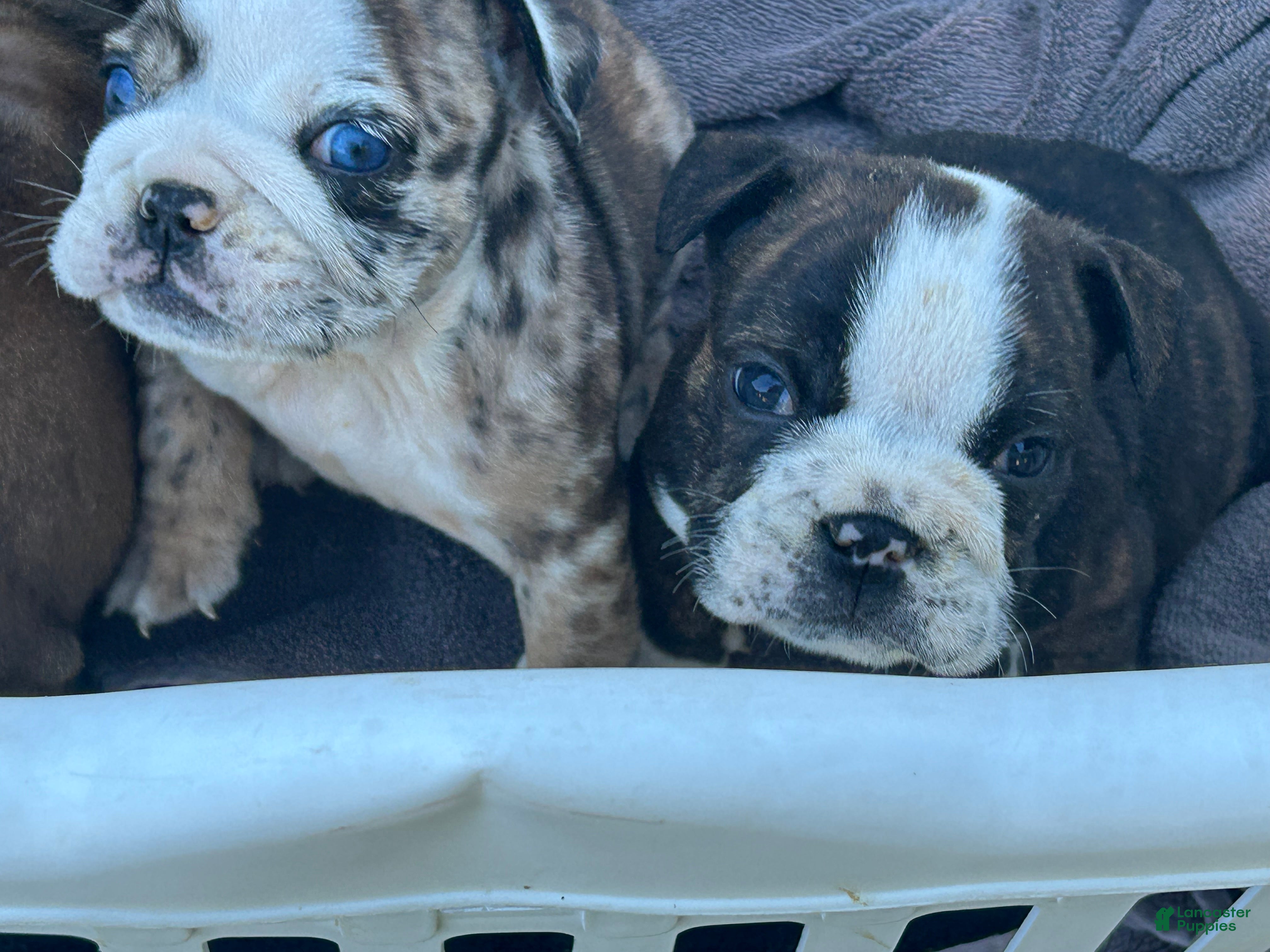 English Bulldog dogs Rose - Ad 1