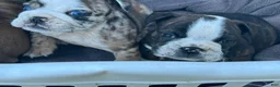 English Bulldog dogs for sale: Rose - Ad 1