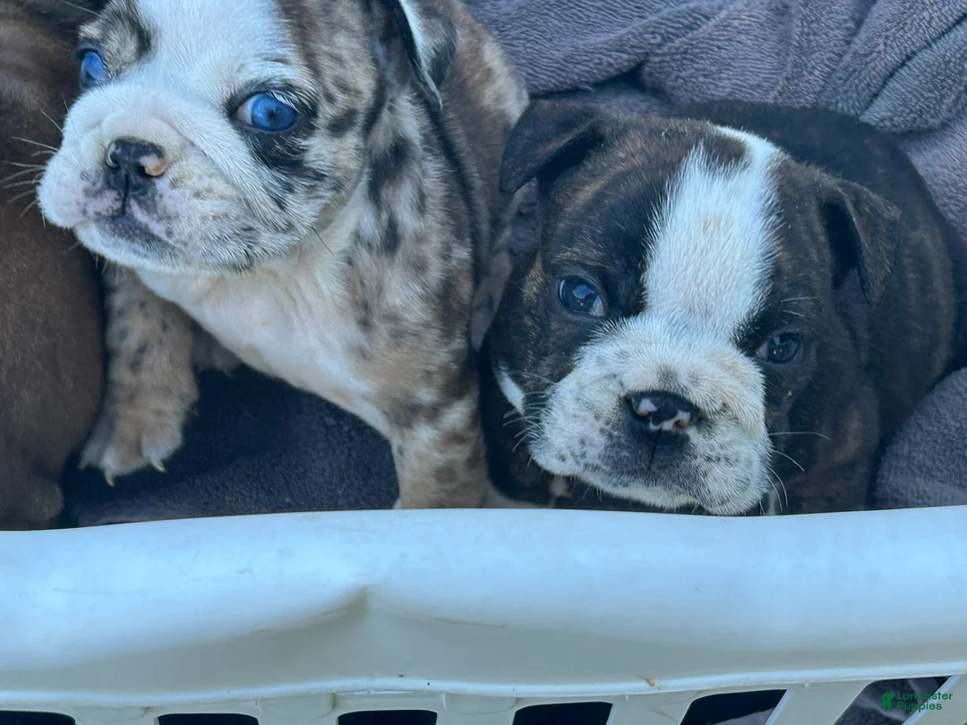 English Bulldog dogs for sale: Rose - Ad 1
