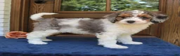 Mini Bernedoodle dogs for sale: Penny  - Ad 4