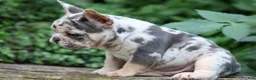 French Bulldog dogs for sale: Finn 🐾 - Ad 6