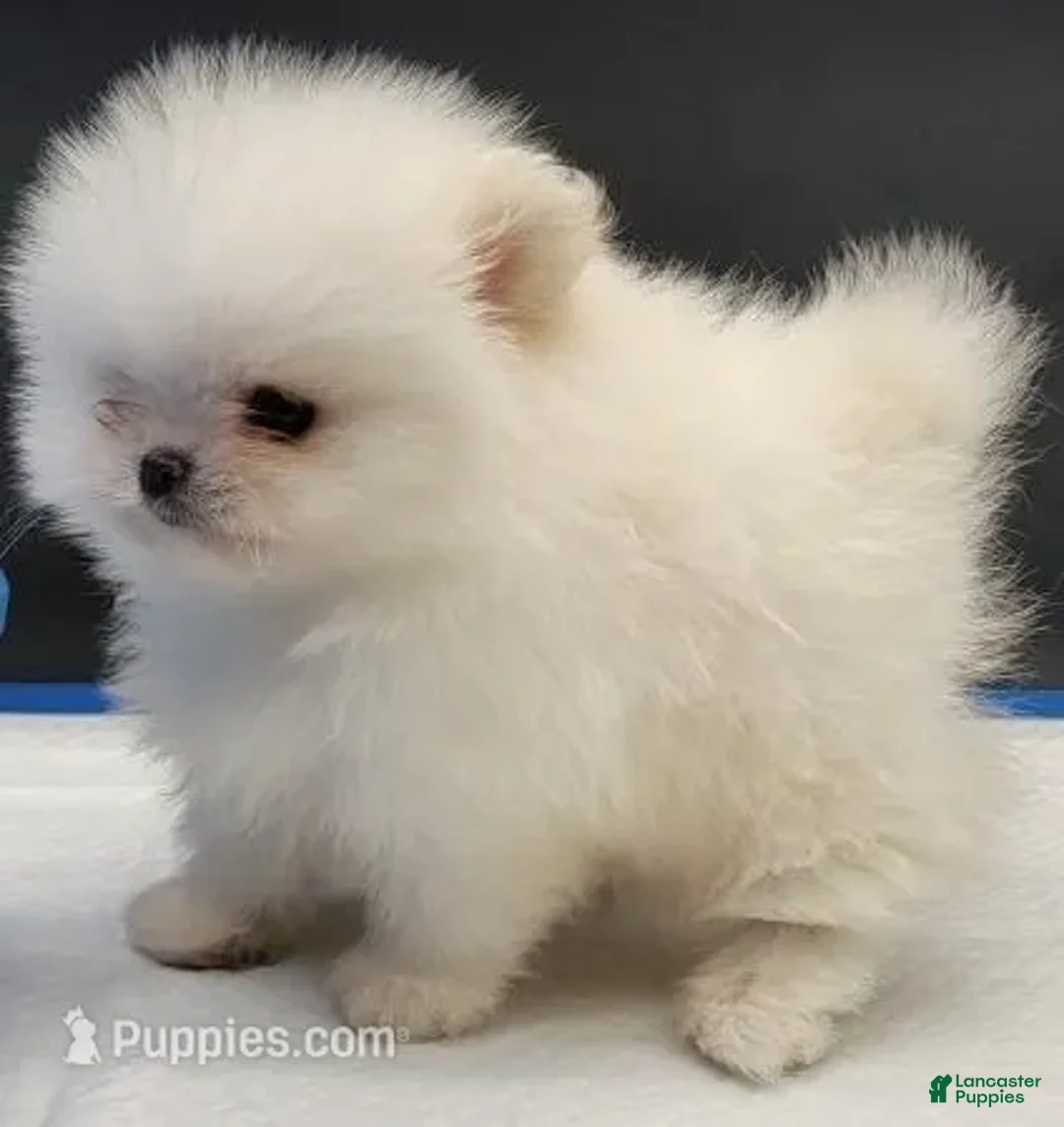 Pomeranian dogs for sale: Pomeranian Puppy 2 - Ad 8
