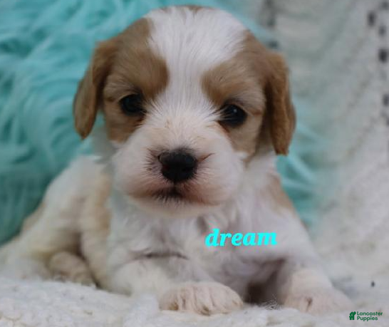 Cavapoo dogs Laramie - Ad 28