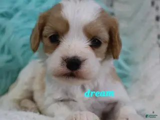 Cavapoo dogs Laramie - Ad 8