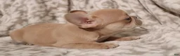 French Bulldog dogs for sale: Lily - Ad 10