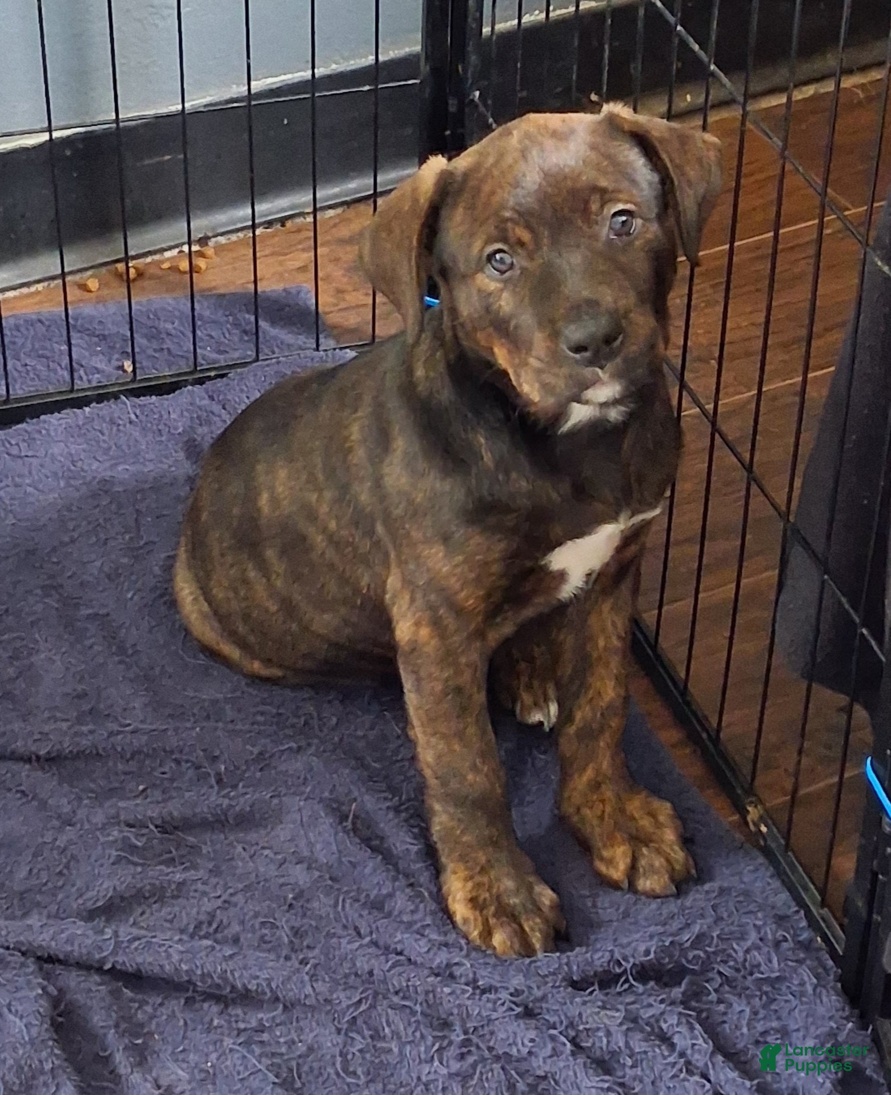 Mixed Breed dogs for sale: Rebel - Ad 3