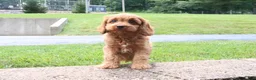 Cavapoo dogs for sale: Ruby - Ad 4
