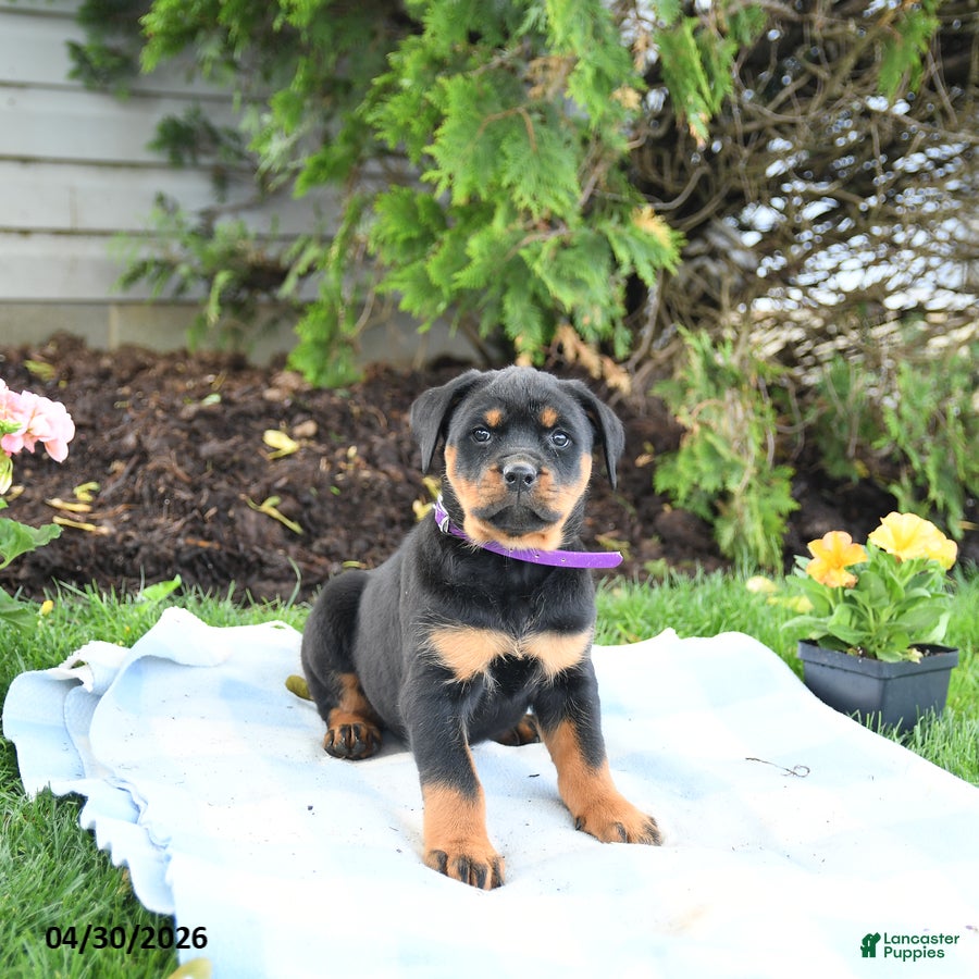 Rottweiler dogs for sale: Velvet - Ad 4