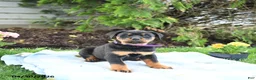 Rottweiler dogs for sale: Velvet - Ad 1