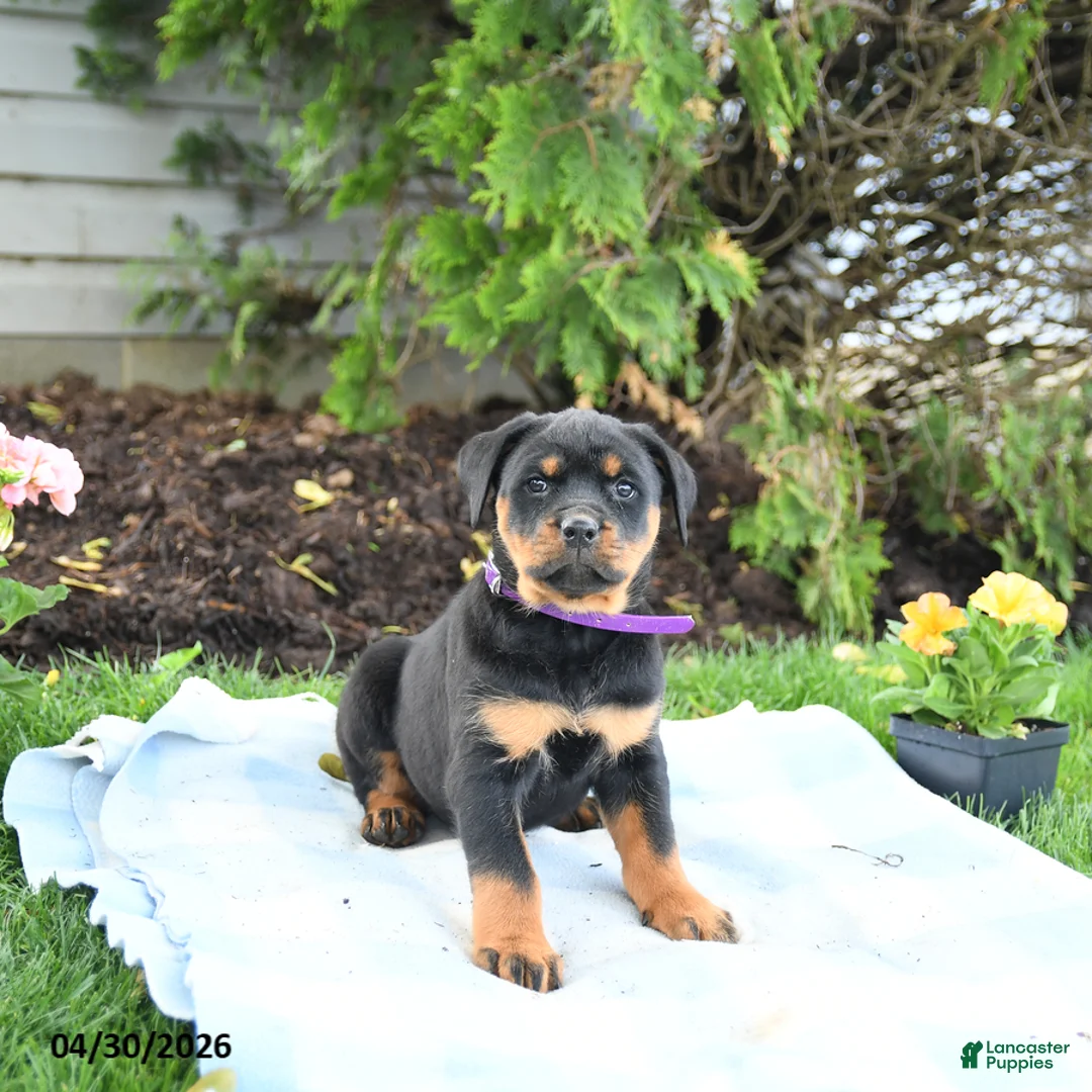 Rottweiler dogs for sale: Velvet - Ad 1