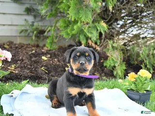 Rottweiler dogs for sale: Velvet - Ad 4