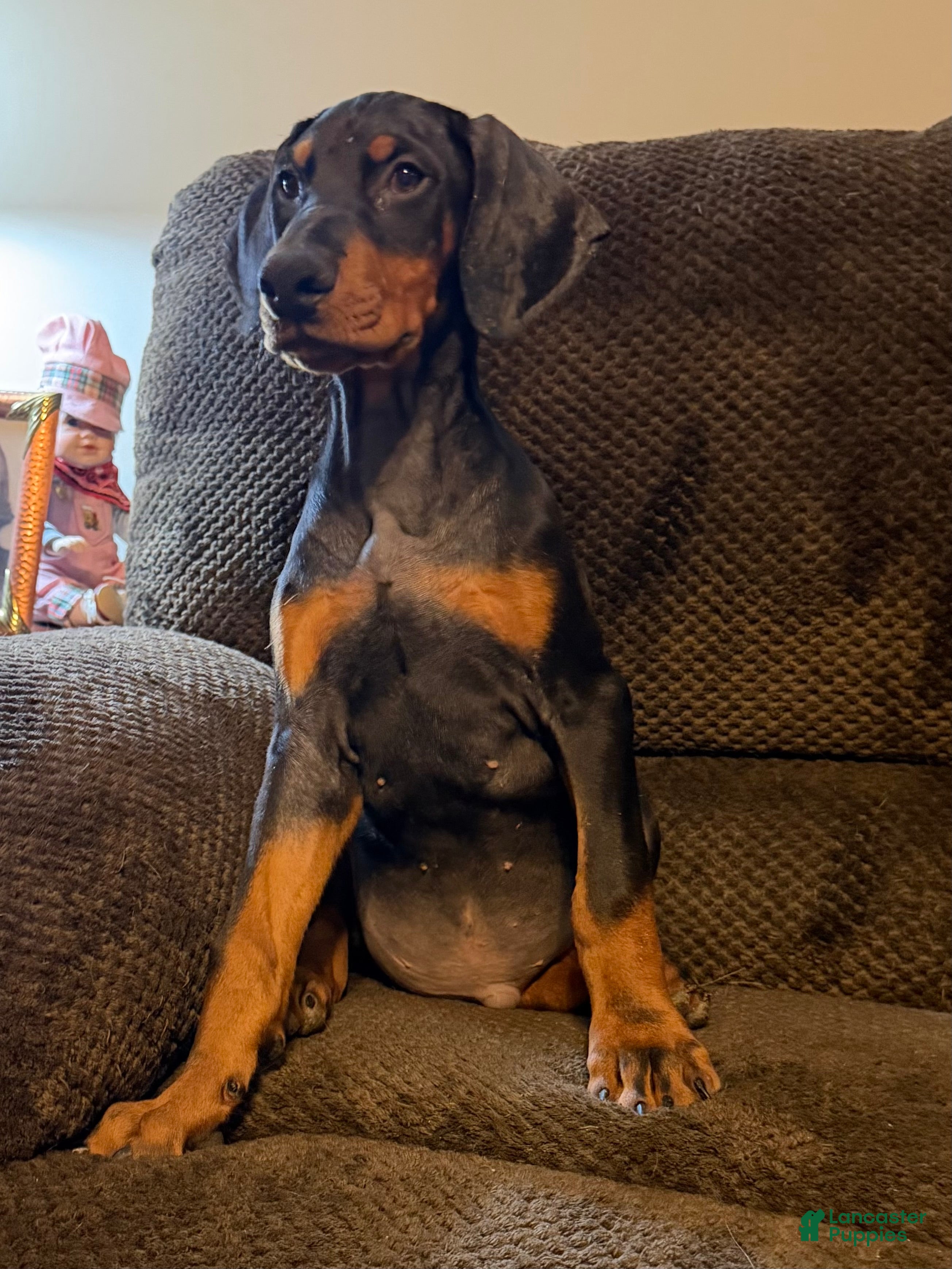Doberman Pinscher dogs Wilson - Ad 1
