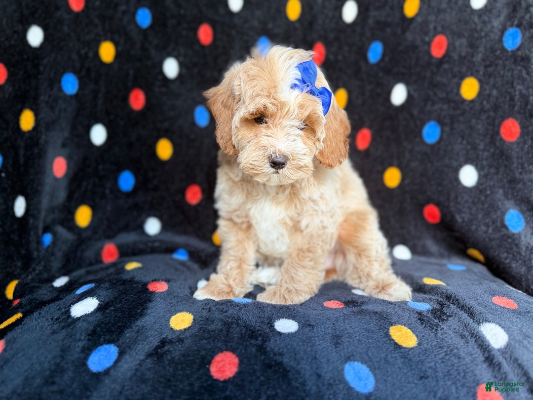 Cockapoo dogs for sale: Hazel - Ad 8