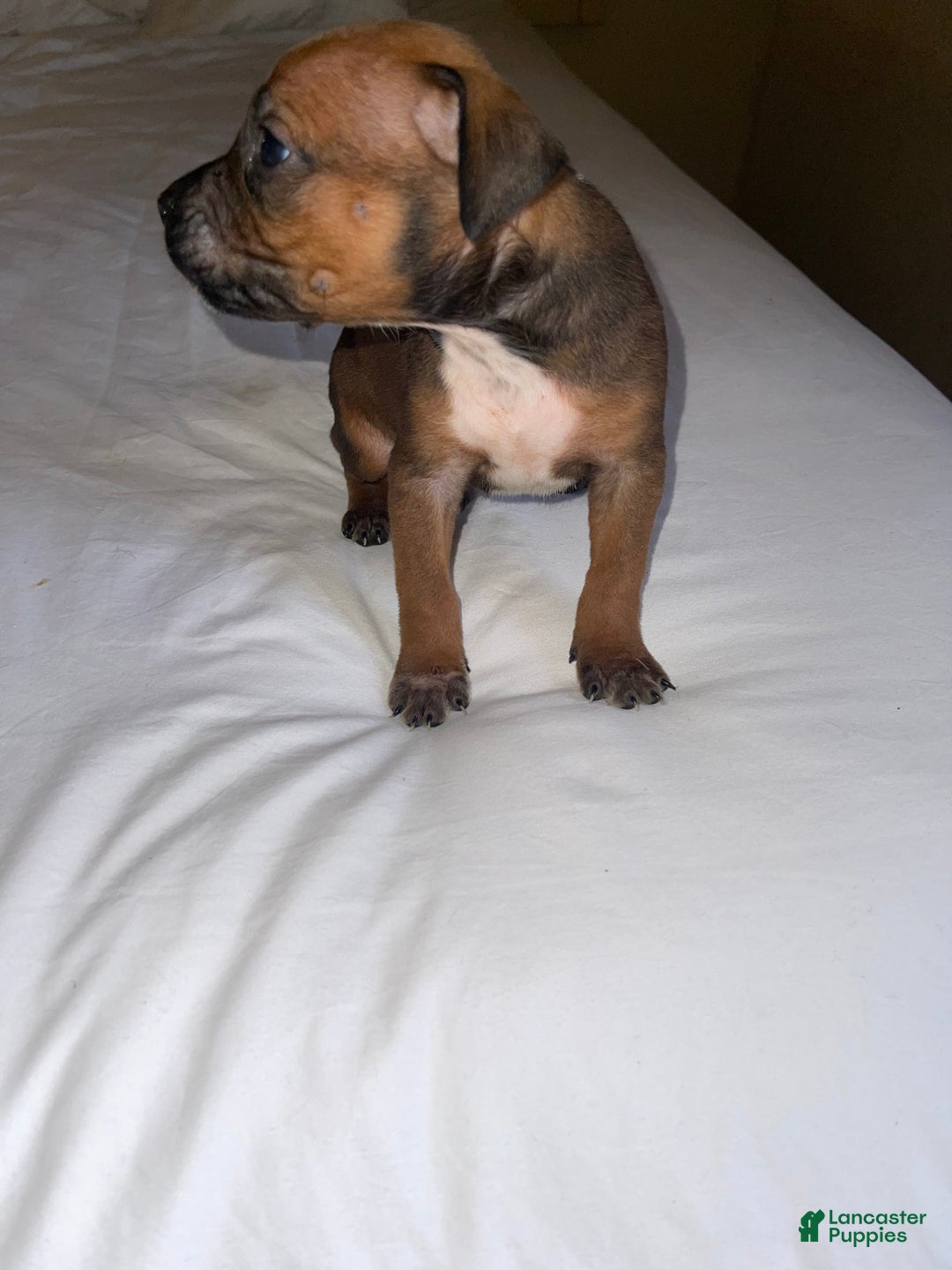 American Pit Bull Terrier dogs for sale: American Pit Bull Terrier Puppy 7 - Ad 5