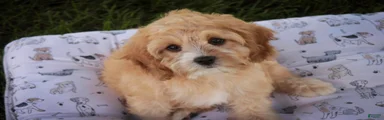 Pixie MUNCHKIN BERNEDOODLE