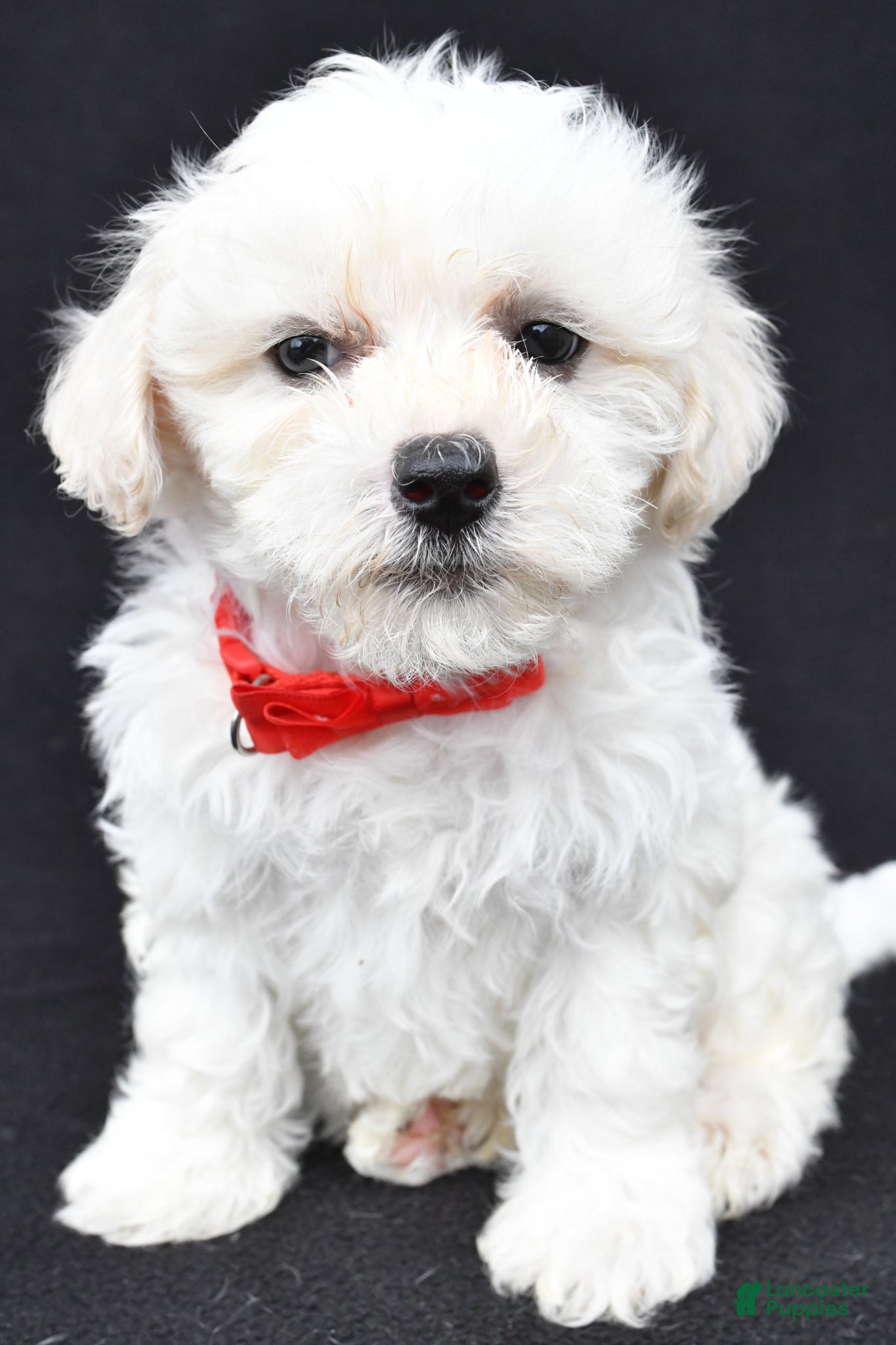 Maltipoo dogs Bruce - Ad 1