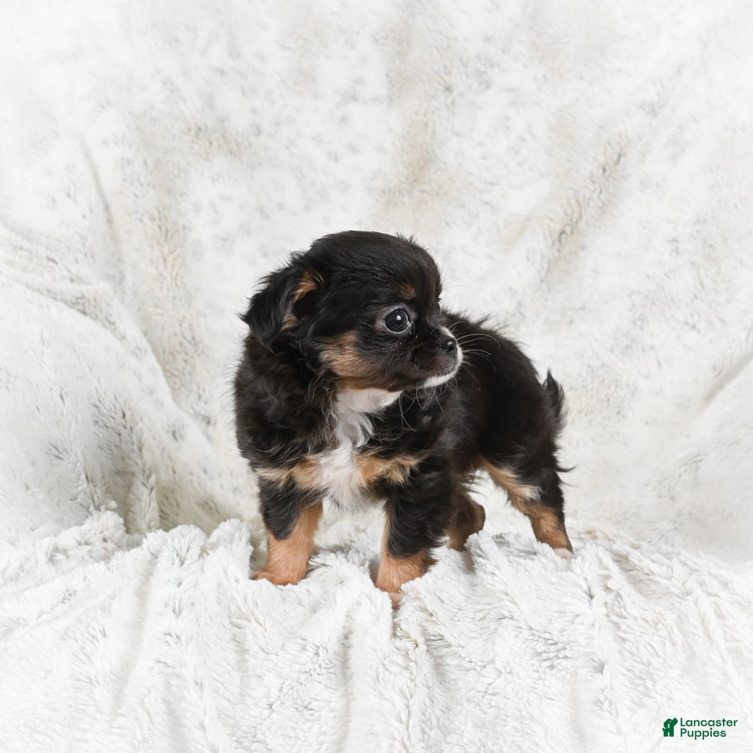 Chihuahua dogs for sale: Sally - Ad 4