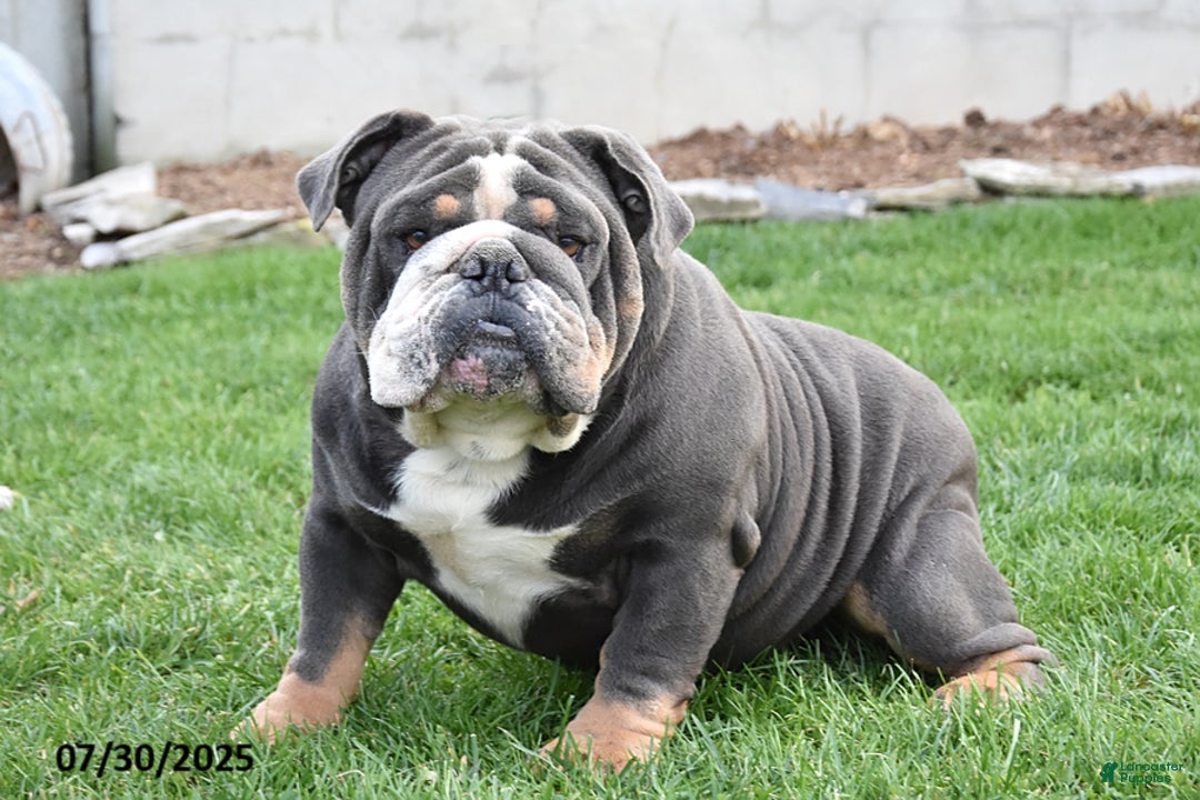 Mixed Breed dogs for sale: Maxie - Ad 11