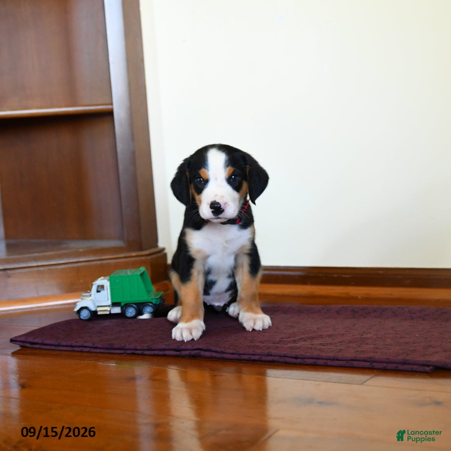 Greater Swiss Mountain Dog dogs Wellington - Ad 1