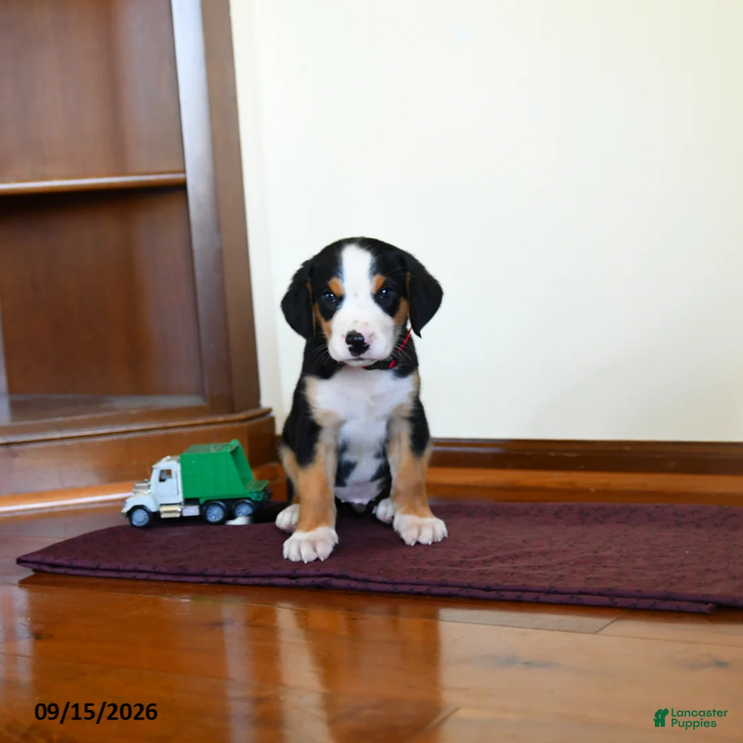 Greater Swiss Mountain Dog dogs for sale: Wellington - Ad 1
