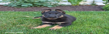 Scout