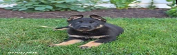 German Shepherd dogs for sale: Scout - Ad 1