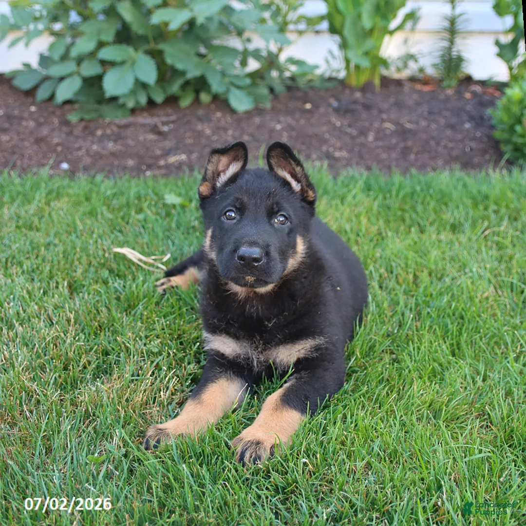 German Shepherd dogs for sale: Scout - Ad 1