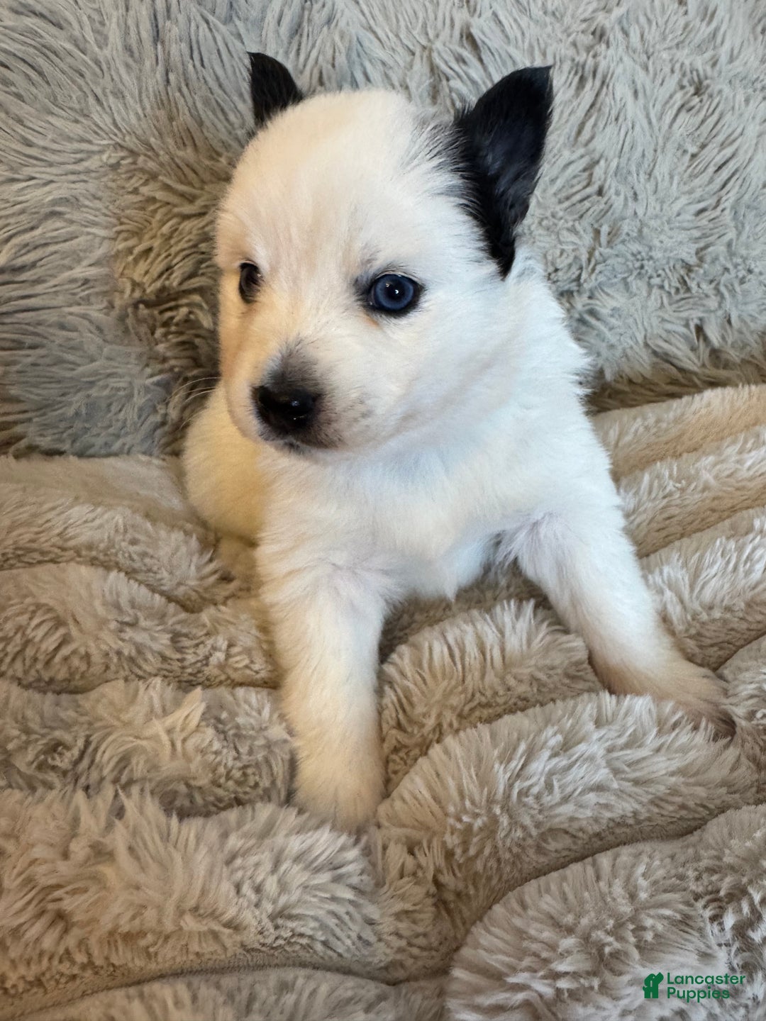 Pomsky dogs for sale: White Male with black spots - Ad 6