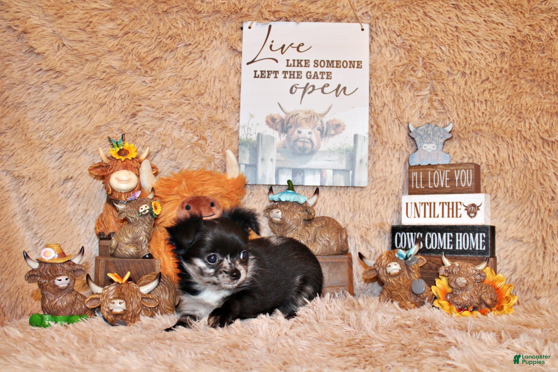 Chihuahua dogs Nori - Ad 2