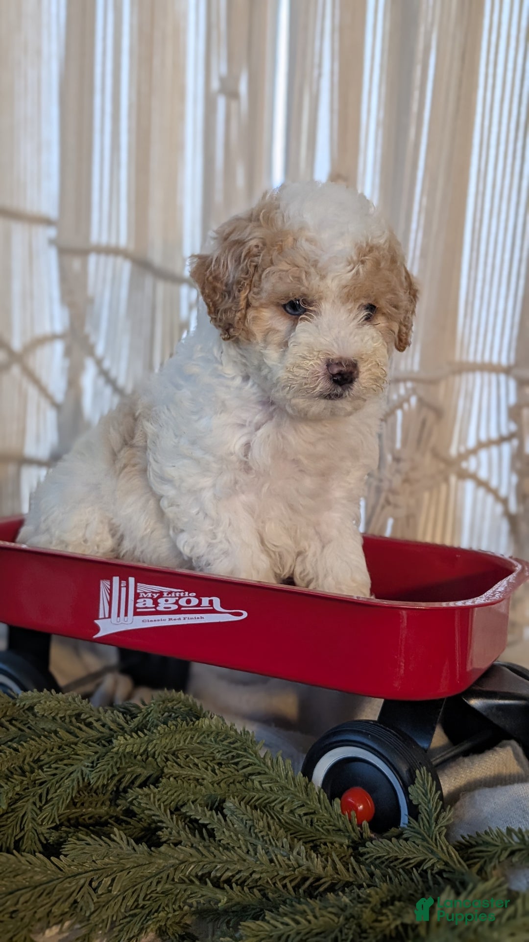 Cavapoo dogs for sale: Avery - Ad 9