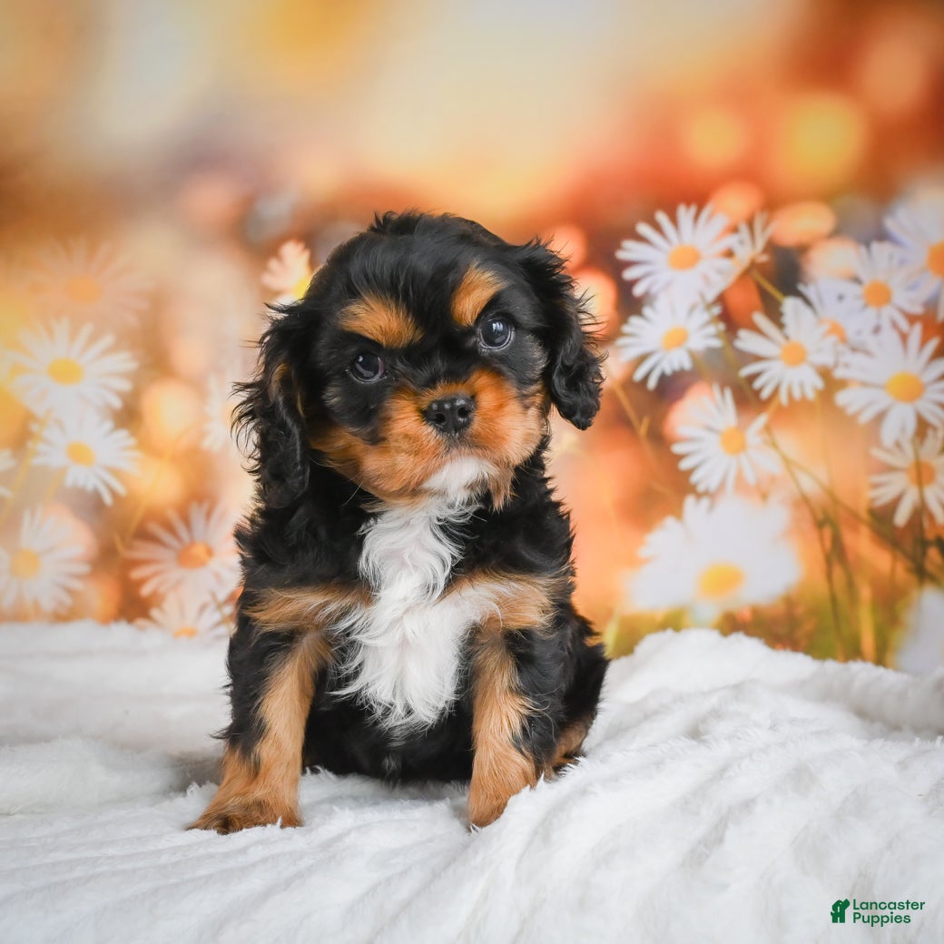 Cavalier King Charles Spaniel dogs for sale: Cavalier King Charles Spaniel Puppy 1 - Ad 2